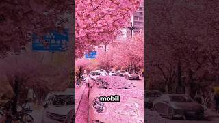 Download lagu The Dangers of Cherry Blossoms in Autumn!🌸 mp3