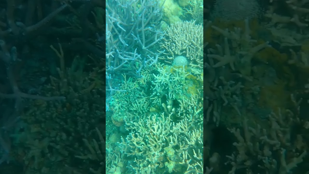 YouTube Short thumbnail