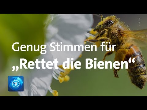 „Rettet die Bienen“: Volksbegehren in Bayern erfolgreich