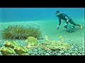 Diving For 7 Hours To Catch Seafood Under The Sea Also Earns A Lot Of Money