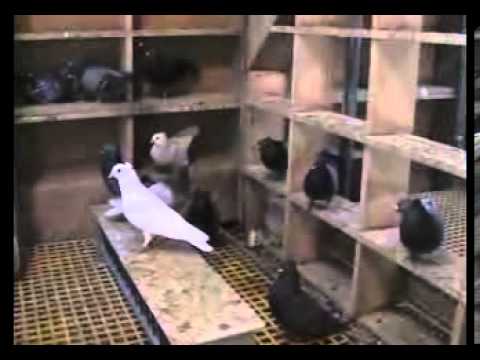 Teša i Čergar preuzimaju Ognjenove golubove. Pančevo 2012. (prvi deo)