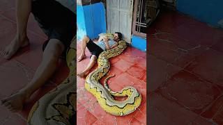 Download lagu take care of a large snake with a length of almost 10 meters #anaconda #rice field snake #shorts mp3 Download lagu take care of a large snake with a length of almost 10 meters #anaconda #rice field snake #shorts mp3