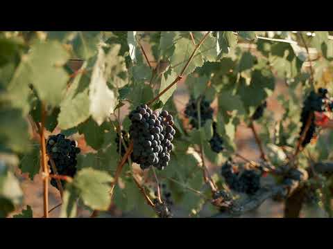 $5,595,000 Magnificent Vineyard Estate with an exclusive Southern California Venue in San Diego, CA