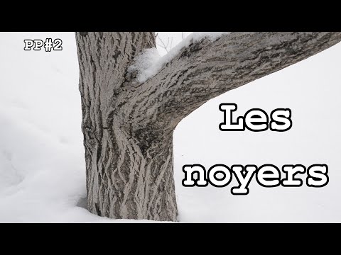 PP#2 : Les noyers
