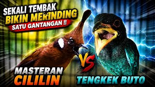 Download lagu NGERIII..!!!SEKALI TEMBAK BIKIN MERINDING SATU GANTANGAN || MASTERAN CILILIN VS TENGKEK BUTO !! mp3