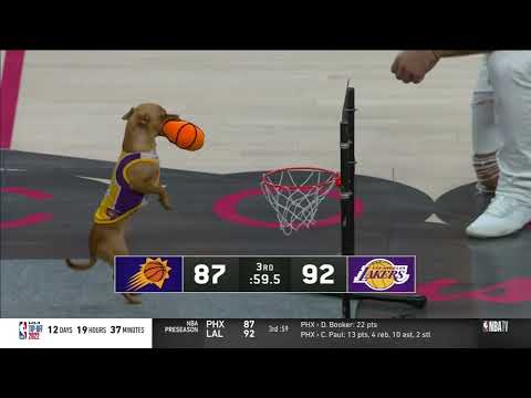 This dog can dunk! 🐶