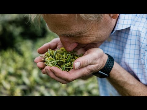 Tregothnan Estate, Cornwall - The UK's First Tea Plantation - English Tea  | Schöffel Stories
