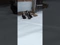 Ducks React To Snow For First Time