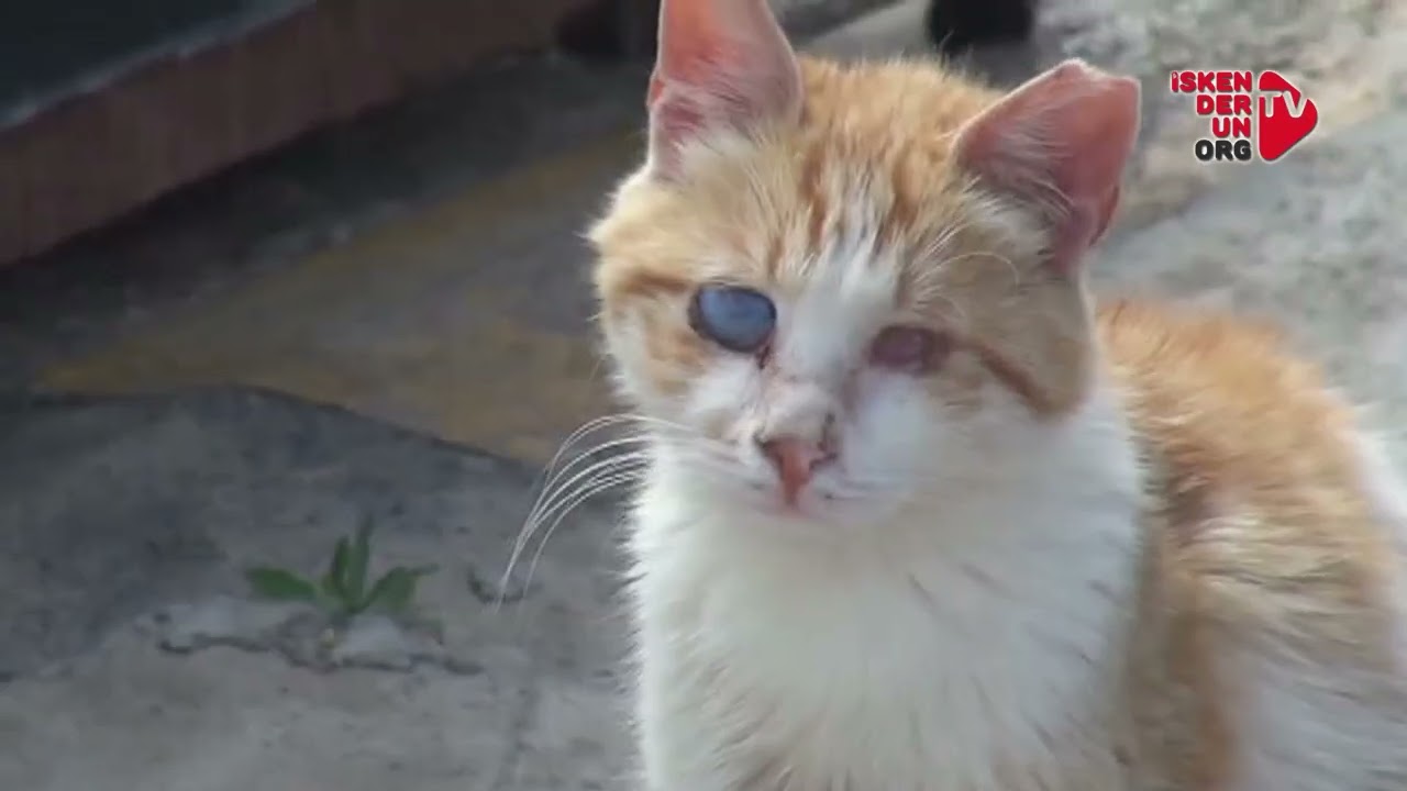 HBB Kedi Bakım ve Rehabilitasyon Merkezi…