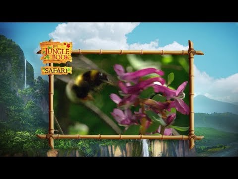 The Jungle Book Safari - Episode 3 - Insects
