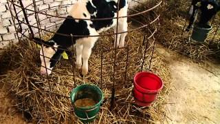 Смотреть онлайн Как правильно вырастить теленка без коровы