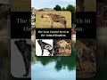 Hyenas Experience One Of The Most Painful And Difficult Births Of Any Animal Hyena Ytshorts Yt