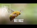 Bee Buzz Animal Sound Effects ProFX Sound Sound Effects Free Sound Effects