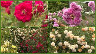 Szebbnél-szebb rózsák pompáznak egy kaposfüredi magánarborétumban