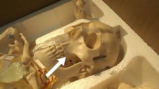 Video de Modelo de esqueleto humano, tamaño natural, con soporte, salidas de raíces nerviosas y arterias vertebrales XC-101