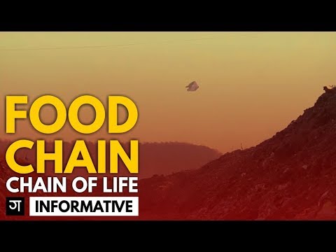 Conceptual Film for Yes Foundation - Food Chain