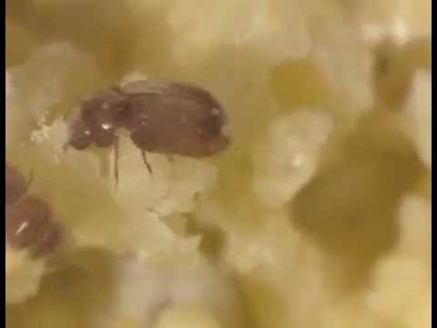 Quello che è possibile dare al bambino in 1.6 da vermi Che espellere parassiti da giunture