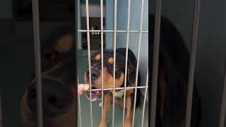 Video preview image #1 Mutt Puppy For Sale in Pasadena, CA, USA