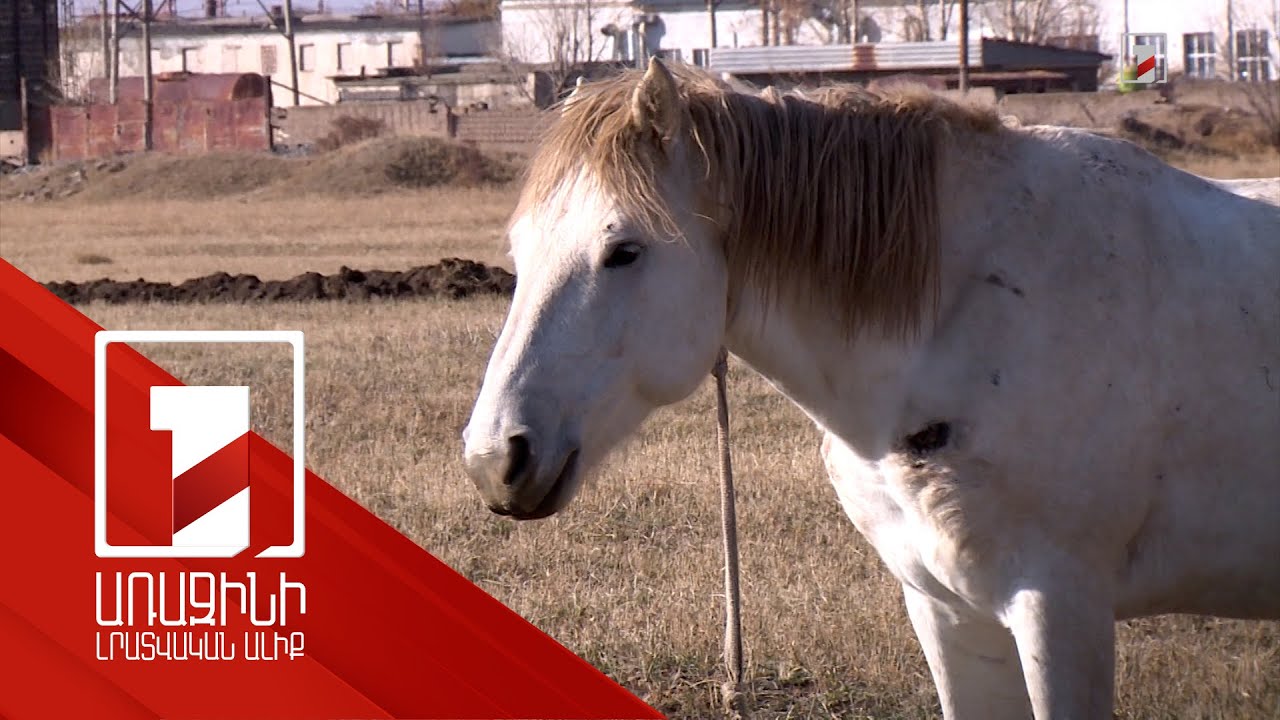 Համացանցում հայտնված վիրավոր ձիու լուսանկարների հիմքով հարուցվել է քրեական վարույթ