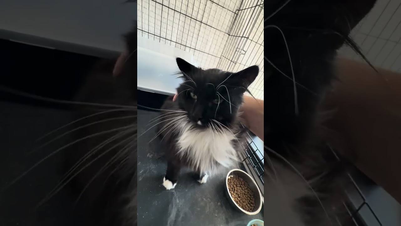 Enlarge Sylvester, an adopted Domestic Long Hair in CANONSBURG, PA video 2/2