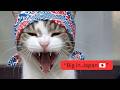 Larry The Downing Street Cat I M Big In Japan