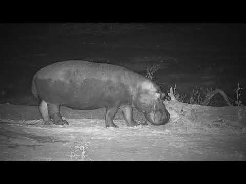 Djuma: Lone Hippo leaving - 03:48 - 11/02/19
