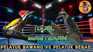 Download lagu Duel Masteran Pelatuk Bawang vs Pelatuk Beras... mp3