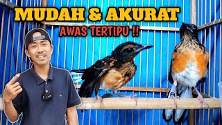 Download lagu Perbedaan Murai Trotol Jantan dan Betina Usia 1-2 Bulan dgn Ciri Fisik Yg Akurat !! mp3 Download lagu Perbedaan Murai Trotol Jantan dan Betina Usia 1-2 Bulan dgn Ciri Fisik Yg Akurat !! mp3