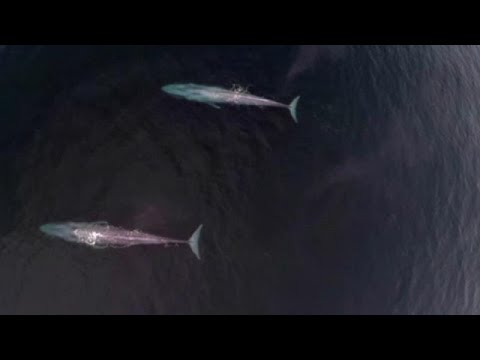 Férgek halnak meg sütéskor. Korbféreg fertőzés módszerei