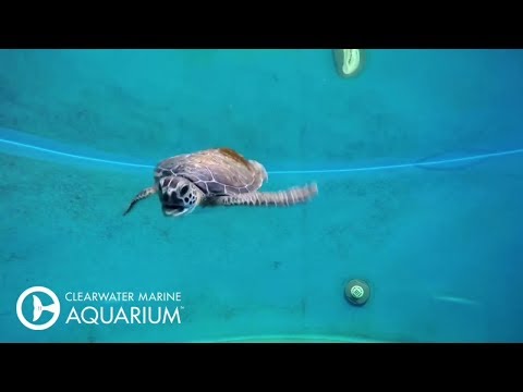 Release of Feta the Green Sea Turtle