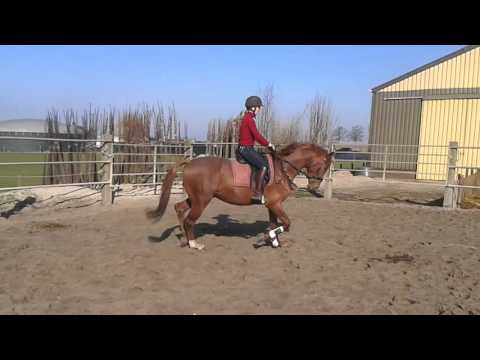 Dorado x jazz met petra tijssen