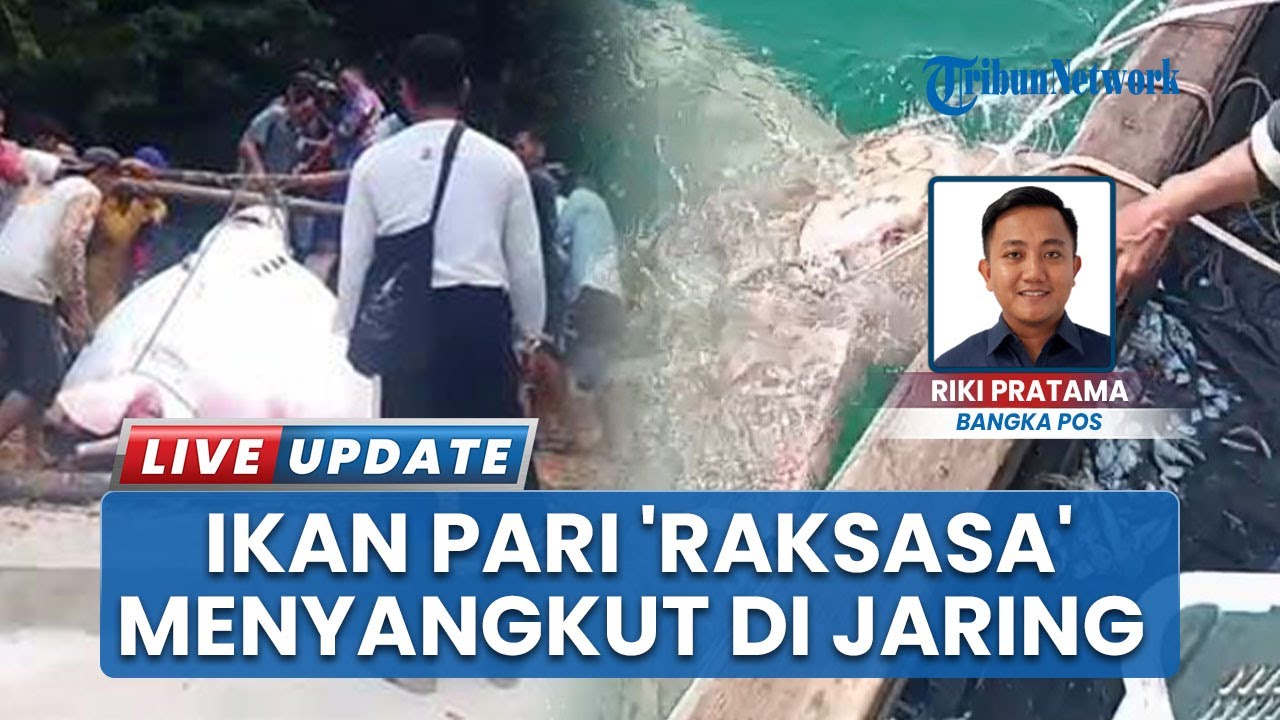 Ikan Pari Elang  'Raksasa' Seberat Hampir Setengah Ton Nyangkut di Jaring Nelayan Bangka Barat