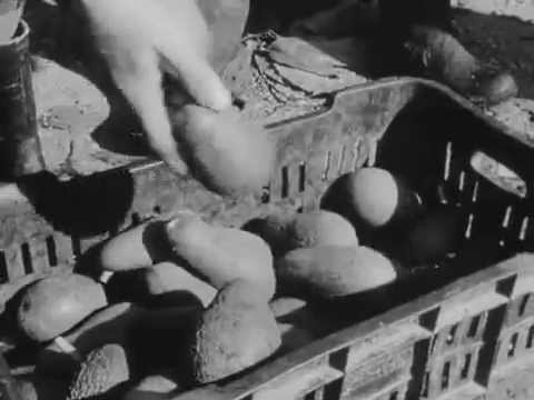 Ez Va'Keves - agricultural production in a kibbutz, 1972