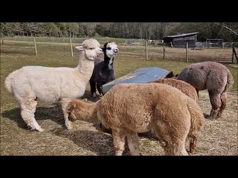 The Sussex farm that's home to dozens of cute and fluffy alpacas