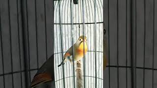 Download lagu BURUNG ROBIN JANTAN GACOR mp3