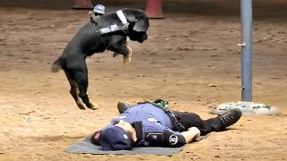 Proof That We Don’t Deserve Dogs MQDEFAULT Thumbnail
