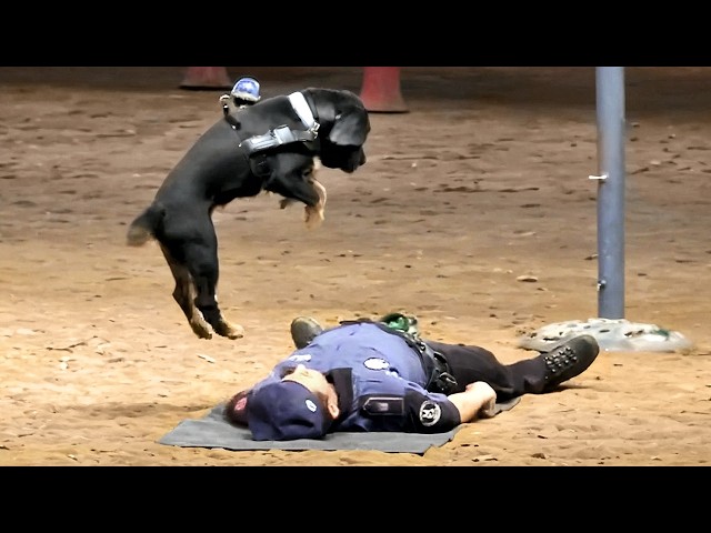 Proof That We Don’t Deserve Dogs SDDEFAULT Thumbnail