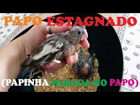 , title : 'Papo Estagnado - Papinha parada no PAPO'