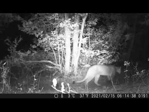 (VIDEO) Maravilloso registro de un Puma paseando al interior del Parque "Guaiquivilo"
