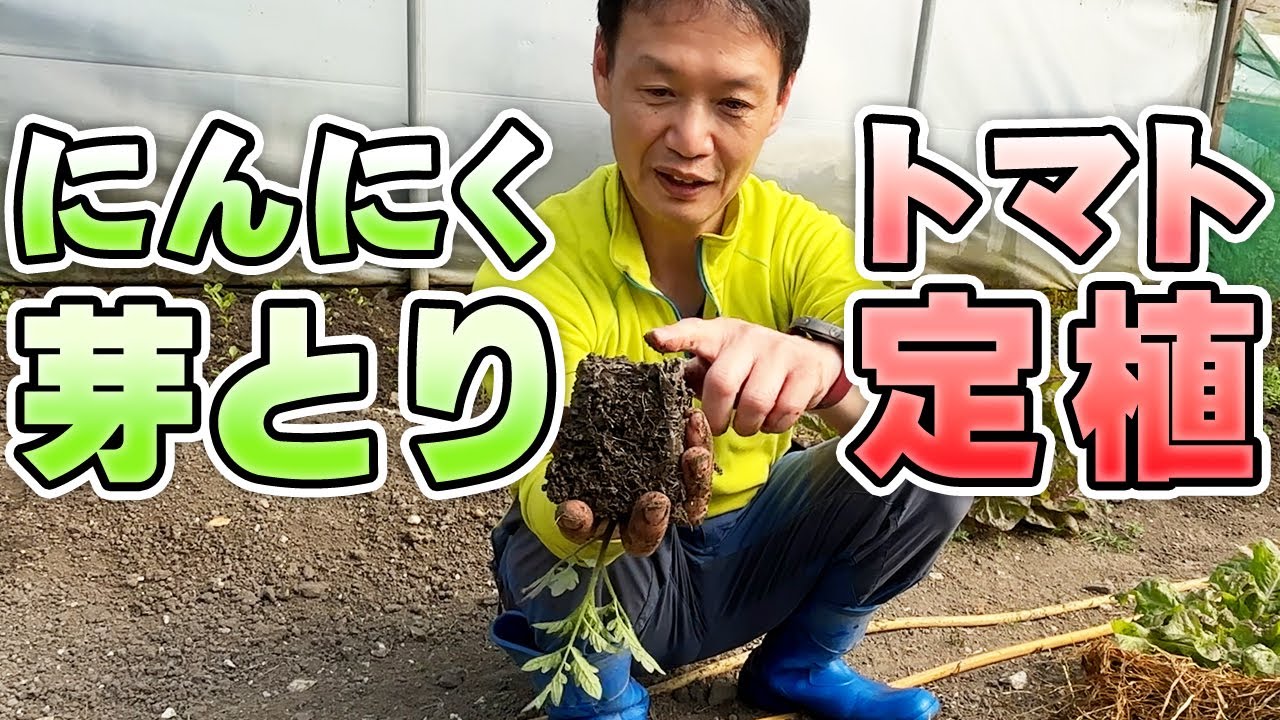 【自然栽培】ニンニクを太らせる芽摘みとトマト定植のコツ!高温障害から回復する自家採種の強さ