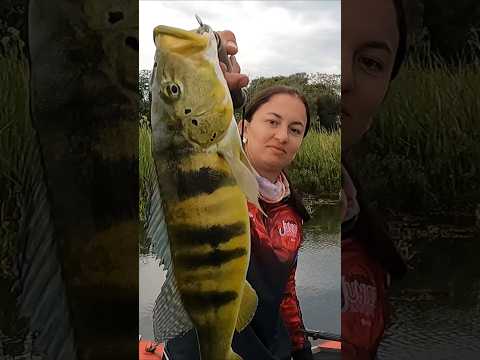 Tucunaré azul do rio Paraná, Anaurilandia MS #pescaria #pesca #fish #tucunare #anaurilândia