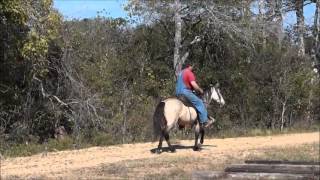 Tennessee Walkers and Paso Finos working out