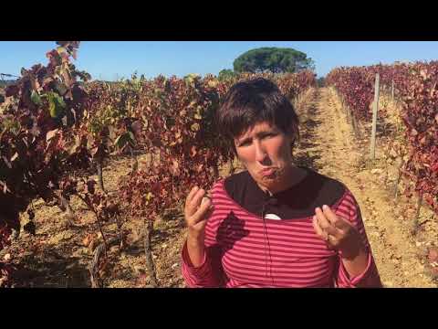 Baga wines & Bairrada terroir with Maria Joao Pato (Luis Pato Wines)