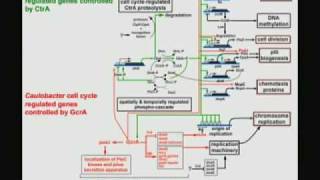 The Systems Architecture of a Bacterial Cell Cycle with Lucy Shapiro