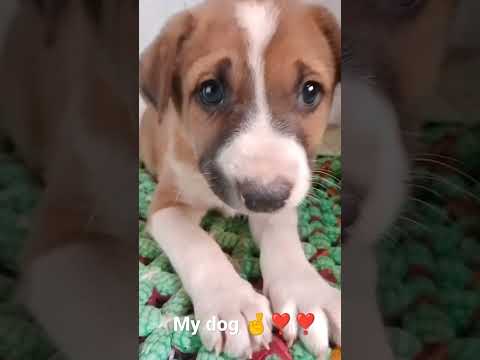 #shorts#shorts dog#Canada song#achcha achcha tiktok#riderman#