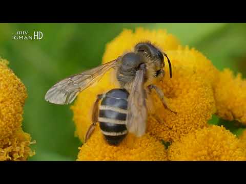 KALOPER BILJKA - NEVJEROVATNO KOLIKO JE LJEKOVITA ZA...