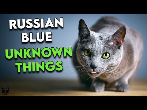 Russian Blue Cats: These Are The Top Things To Know About Them!