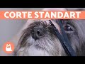 How To Cut A Dog S Hair BASIC CUT Animal Health