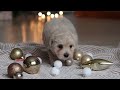 Maltipoo dogs for sale: Kevin - Video 1