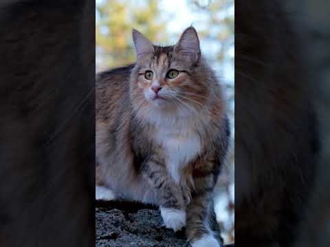A brief history of Norwegian Forest cats